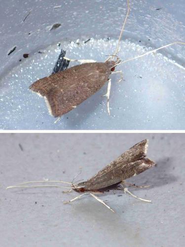 Réf. 222 388 : Homaloxestis sp.